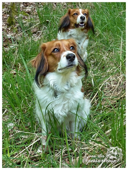 Kooikerhondje von der Spessartrose