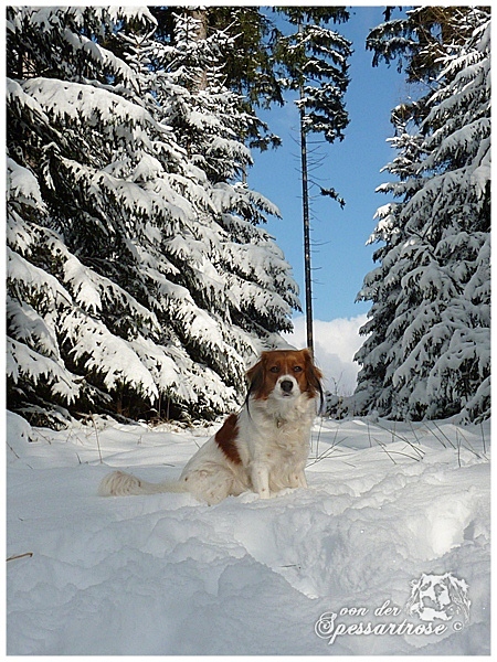 Kooikerhondje von der Spessartrose