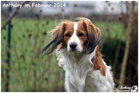 Kooikerhondje von der Spessartrose