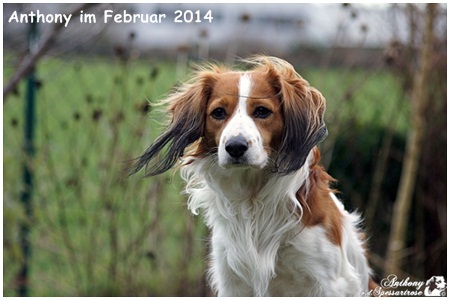 Kooikerhondje von der Spessartrose