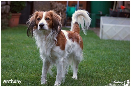 Kooikerhondje von Spessartrose