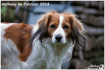 Kooikerhondje von der Spessartrose