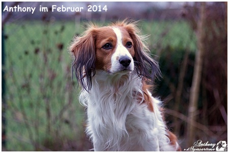 Kooikerhondje von der Spessartrose