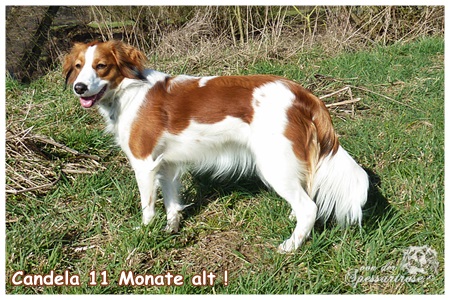 Kooikerhondje von der Spessartrose