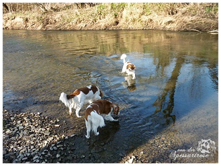 Kooikerhondje von der Spessartrose