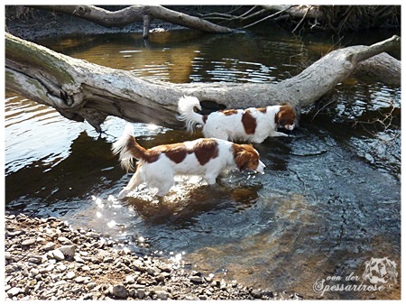 Kooikerhondje von der Spessartrose