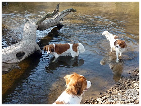 Kooikerhondje von der Spessartrose