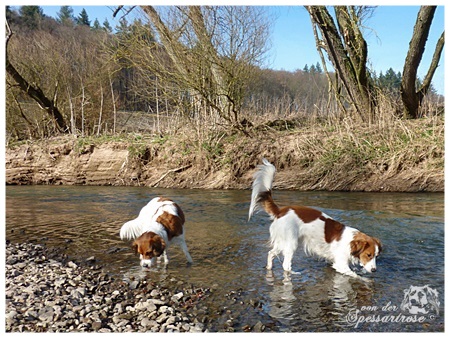 Kooikerhondje von der Spessartrose