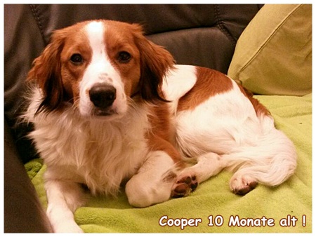 Kooikerhondje von der Spessartrose