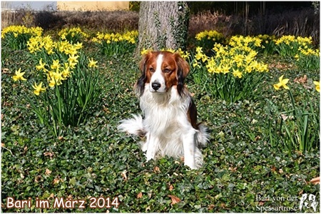 Kooikerhondje von der Spessartrose