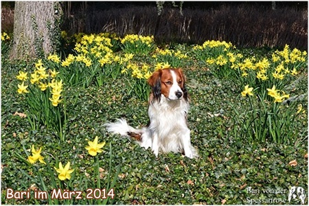 Kooikerhondje von der Spessartrose