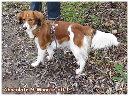 Kooikerhondje von der Spessartrose