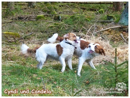 Kooikerhondje von der Spessartrose