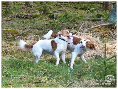 Kooikerhondje von der Spessartrose