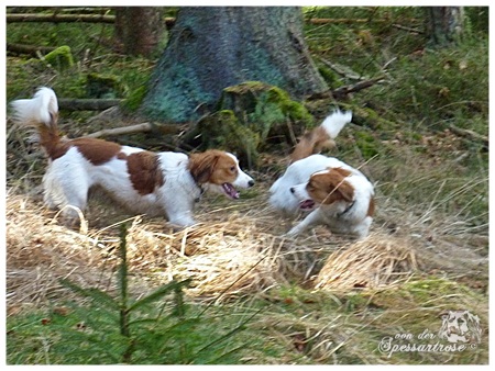 Kooikerhondje von der Spessartrose