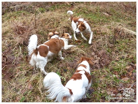 Kooikerhondje von der Spessartrose