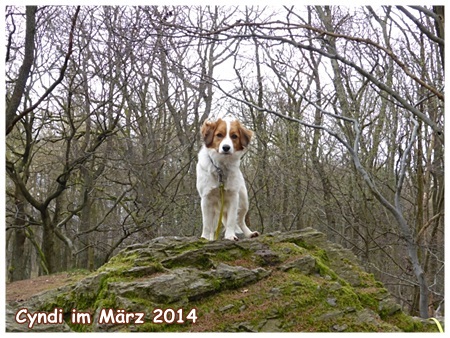 Kooikerhondje von der Spessartrose