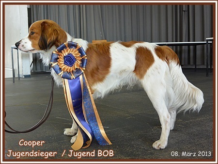 Kooikerhondje von der Spessartrose