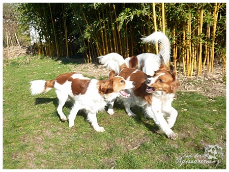 Kooikerhondje von der Spessartrose