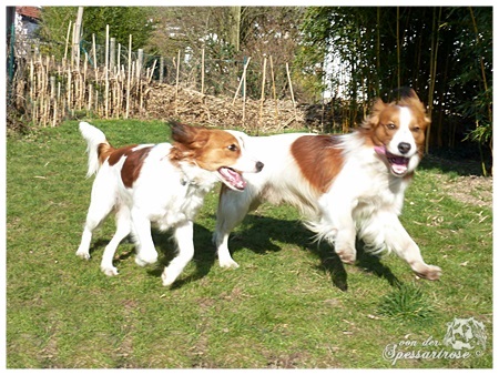 Kooikerhondje von der Spessartrose