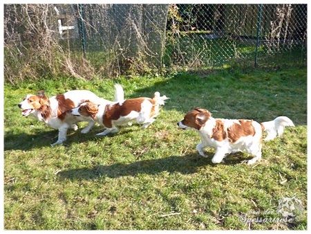 Kooikerhondje von der Spessartrose