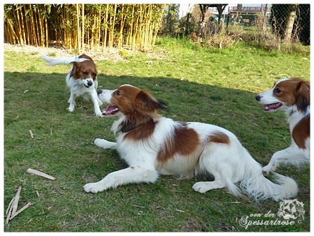 Kooikerhondje von der Spessartrose