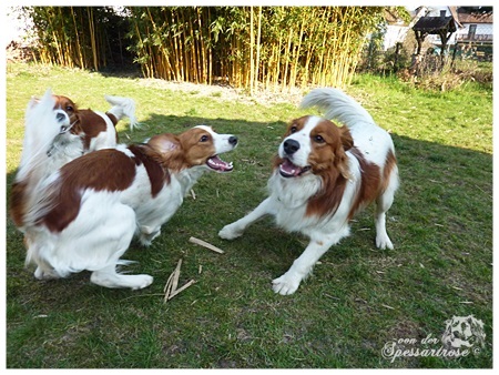 Kooikerhondje von der Spessartrose