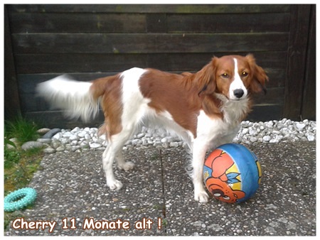 Kooikerhondje von der Spessartrose