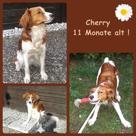 Kooikerhondje von der Spessartrose