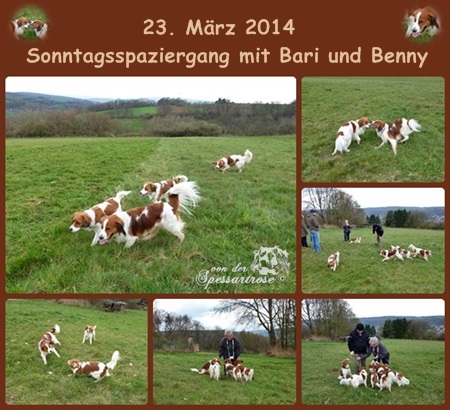 Kooikerhondje von der Spessartrose