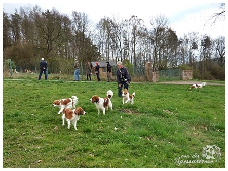 Kooikerhondje von der Spessartrose