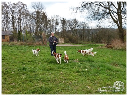 Kooikerhondje von der Spessartrose