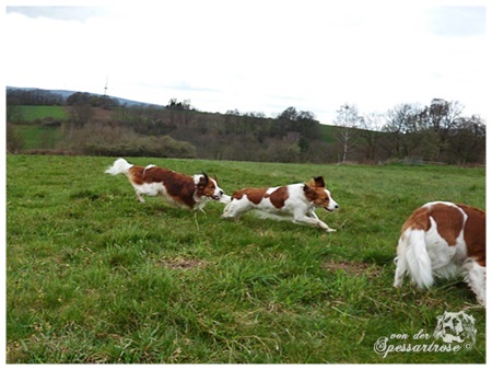 Kooikerhondje von der Spessartrose