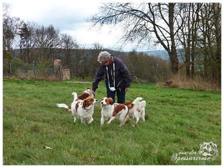 Kooikerhondje von der Spessartrose