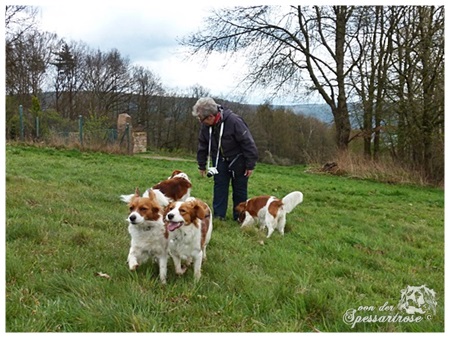 Kooikerhondje von der Spessartrose