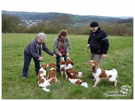 Kooikerhondje von der Spessartrose