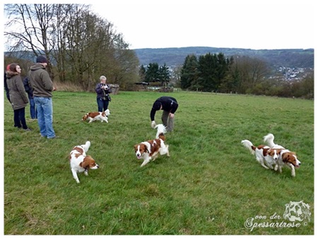 Kooikerhondje von der Spessartrose