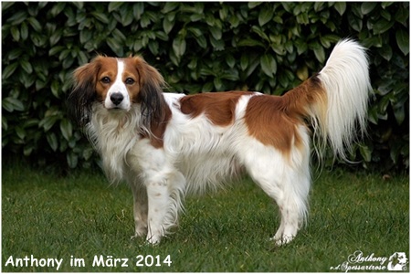 Kooikerhondje von Spessartrose