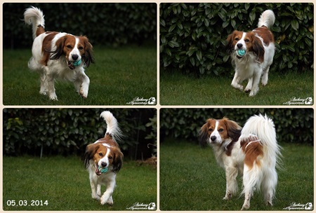 Kooikerhondje von Spessartrose