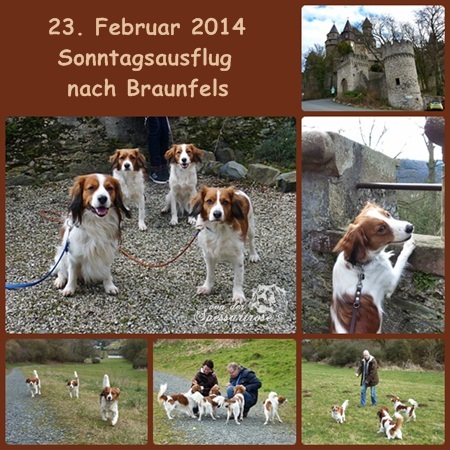 Kooikerhondje von der Spessartrose