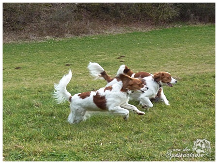 Kooikerhondje von der Spessartrose