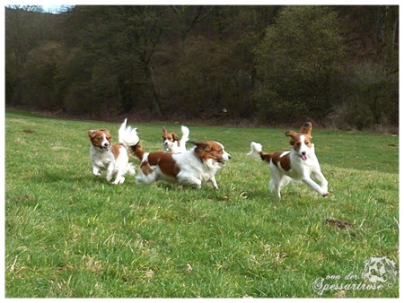 Kooikerhondje von der Spessartrose