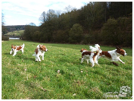 Kooikerhondje von der Spessartrose