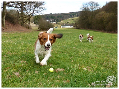 Kooikerhondje von der Spessartrose