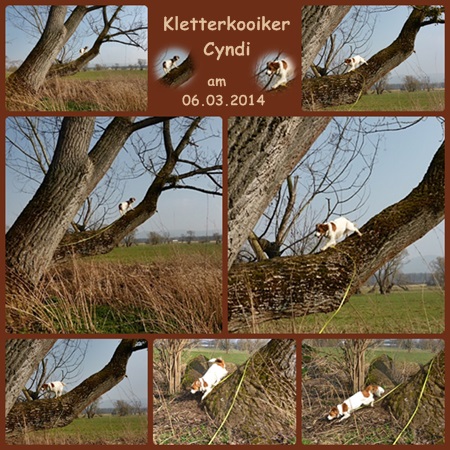 Kooikerhondje von der Spessartrose