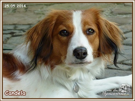 Kooikerhondje von der Spessartrose