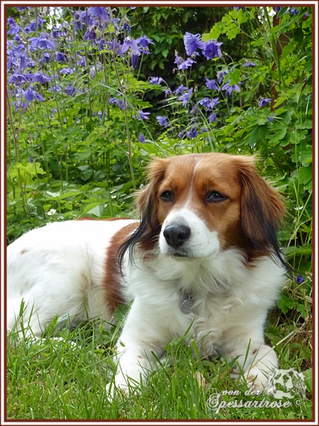 Kooikerhondje von der Spessartrose