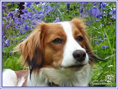 Kooikerhondje von der Spessartrose