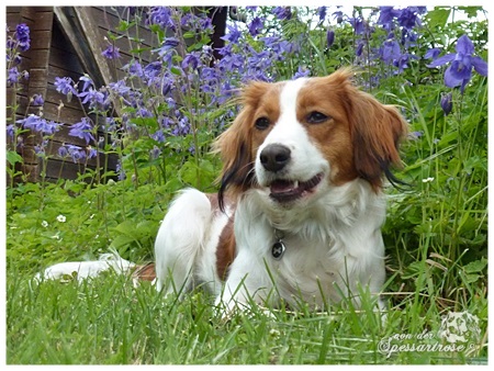 Kooikerhondje von der Spessartrose