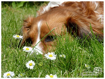 Kooikerhondje von der Spessartrose